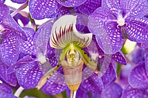 Paphiopedilum callosum orchid close up photo