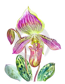 Paphiopedilum callosum orchid, watercolor on white background photo