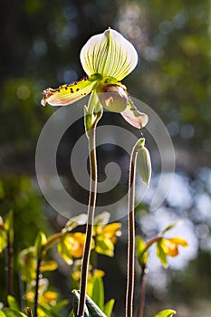 Paphiopedilum callosum Rchb.f. photo