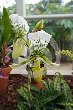 Paphiopedilum callosum in the sun photo