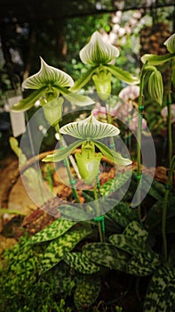 Paphiopedilum flower That was planted in a greenhouse