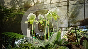 Paphiopedilum flower That was planted in a greenhouse