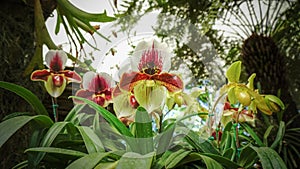 Paphiopedilum flower That was planted in a greenhouse