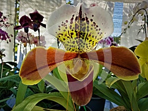 Paphiopedilum gratrixianum