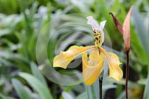 Paphiopedilum gratrixianum, Lady`s Slipper orchid