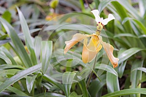 Paphiopedilum gratrixianum, Lady`s Slipper orchid