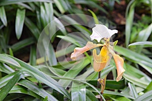 Paphiopedilum gratrixianum, Lady`s Slipper orchid