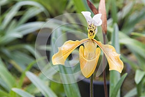 Paphiopedilum gratrixianum, Lady`s Slipper orchid