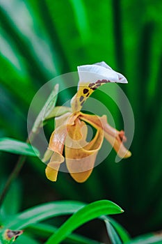 Paphiopedilum gratrixianum is an orchid in the genus Paphiopedilum.