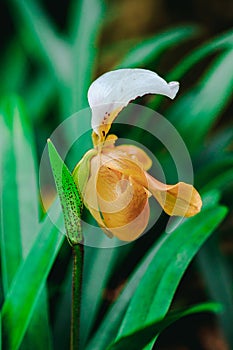 Paphiopedilum gratrixianum is an orchid in the genus Paphiopedilum.