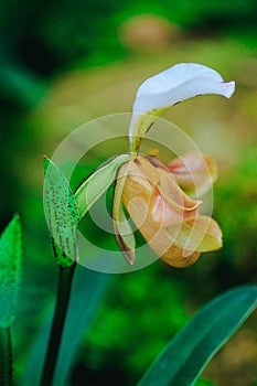 Paphiopedilum gratrixianum is an orchid in the genus Paphiopedilum.