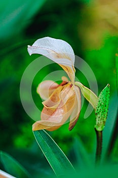 Paphiopedilum gratrixianum is an orchid in the genus Paphiopedilum.