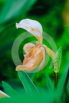 Paphiopedilum gratrixianum is an orchid in the genus Paphiopedilum.