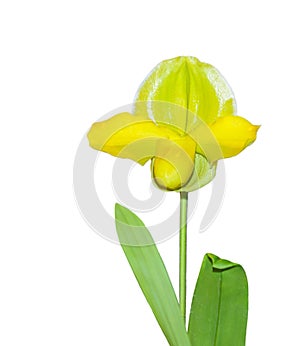 Paphiopedilum Greensleeves