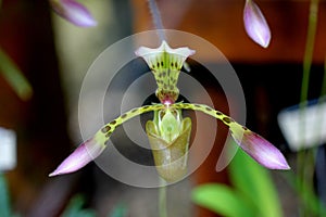 Paphiopedilum haynaldianum, Haynald`s Paphiopedilum, epiphyte and geopyte,