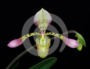 Paphiopedilum haynaldianum - slipper orchid photo