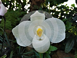 Paphiopedilum hybride blossom probably Paphiopedilum delenatii Alba