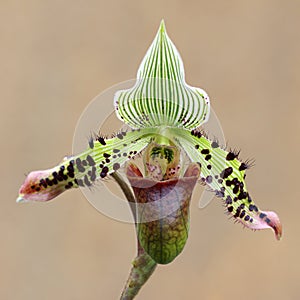 Paphiopedilum, Lady`s Slipper. slipper orchid. Variety of Lady Slipper. Paphiopedilum concolor. godefroyae