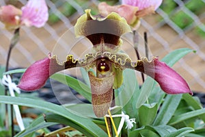 Paphiopedilum, Lady`s Slipper. slipper orchid. Variety of Lady Slipper. Paphiopedilum concolor. godefroyae