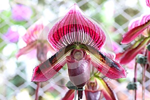 Paphiopedilum, Lady`s Slipper. slipper orchid. Variety of Lady Slipper. Paphiopedilum concolor. godefroyae