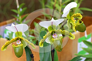 Paphiopedilum, Lady`s Slipper. slipper orchid. Variety of Lady Slipper. Paphiopedilum concolor. godefroyae