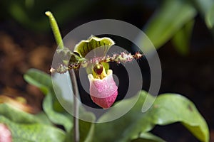 Paphiopedilum liemianum (Lady's Slipper Orchid)