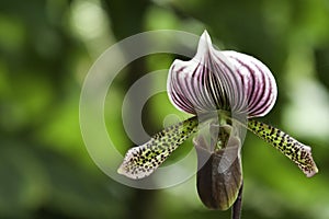 Paphiopedilum Maudiae Hybrid