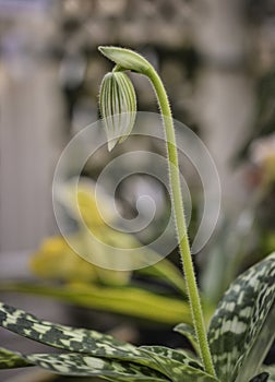 Paphiopedilum Maudiae Type Orchid