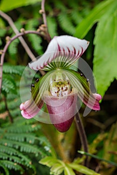 Paphiopedilum In nature that is beautiful The flowers are green or purple green