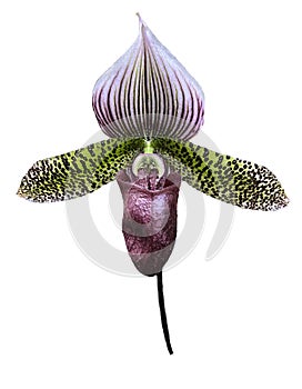 Paphiopedilum Orchid