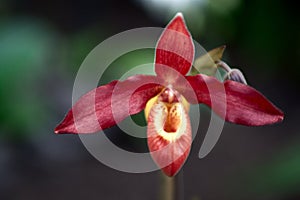 Paphiopedilum Orchid