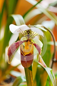 Paphiopedilum orchid