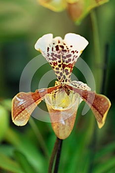 Paphiopedilum orchid