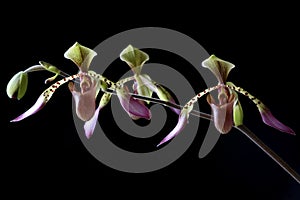 Paphiopedilum Orchid