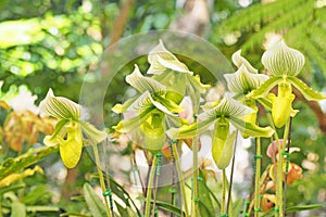 Paphiopedilum orchid blooming in garden