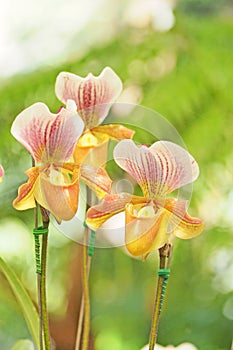 Paphiopedilum orchid blooming in garden