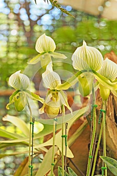 Paphiopedilum orchid blooming in garden