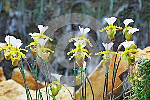 Paphiopedilum orchid blooming in garden