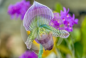 Paphiopedilum orchid close up
