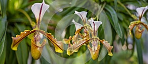 Paphiopedilum orchid flower in greenhouse