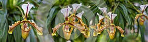 Paphiopedilum orchid flower in greenhouse