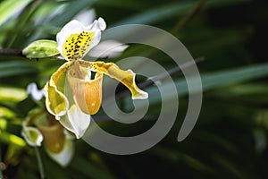 Paphiopedilum orchid flower or Lady`s Slipper orchid,