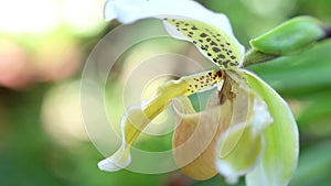 Paphiopedilum orchid flower or Lady`s Slipper orchid