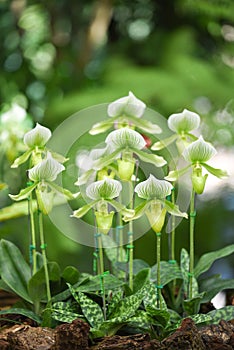 Paphiopedilum orchid in the garden