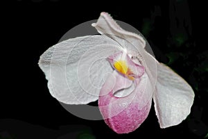 Paphiopedilum Orchid or Slipper Orchid
