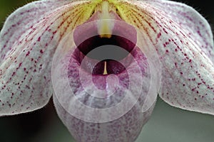 Paphiopedilum Orchid or Slipper Orchid