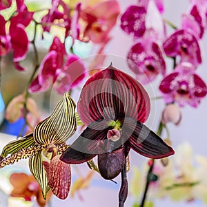Paphiopedilum orchid species of orchid