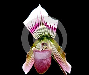 Paphiopedilum orchids