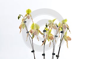 Paphiopedilum orchids flower.