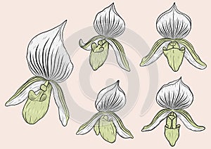 Paphiopedilum orchids set by hand drawing.